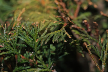 Closeup of green leaves of Thuja trees. Thuja occidentalis is an evergreen coniferous tree. Platycladus orientalis also known as Chinese thuja