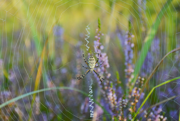 Argiope spider on a web