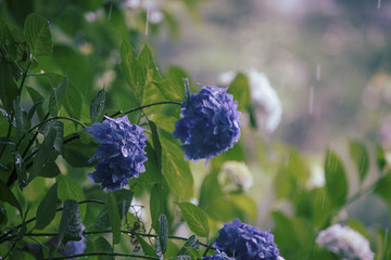雨の中のアジサイ
