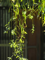 晩秋の玄関前の枝垂れ柳