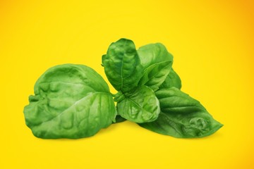 Basil.
