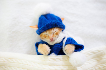 Baby cat in sweater and hat. Kitten sleeping.