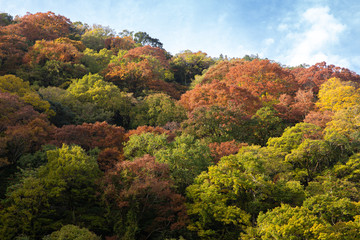 Arashiyama in autumn season along the river of red maple tree in mountain in Kyoto, Japan.