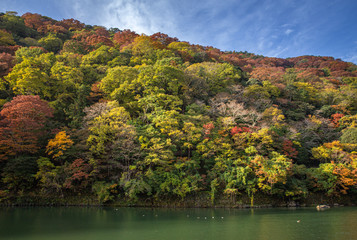 Arashiyama in autumn season along the river of red maple tree in mountain in Kyoto, Japan.