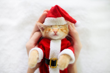 Baby cat in Christmas Santa hat. Kitten in winter.