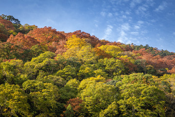 Arashiyama in autumn season along the river of red maple tree in mountain in Kyoto, Japan.