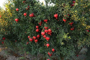 pomegranate tree with ripped pomegranates in the garden