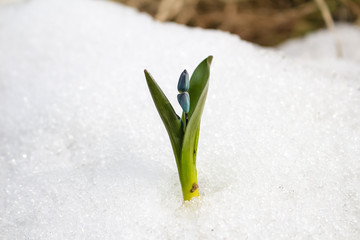 Spring, a small blue snowdrop flower grows in white snow.