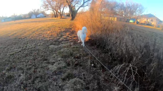 Husky dog on a leach going for a walk in the park on a sunny day.