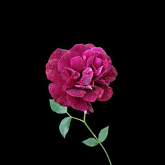 Beautiful burgundy rose isolated on a black background