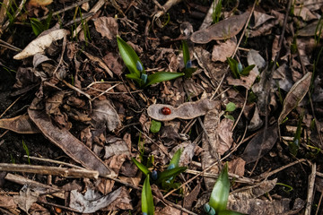 Spring, a small blue snowdrop flower grows in the garden, in dry grass.