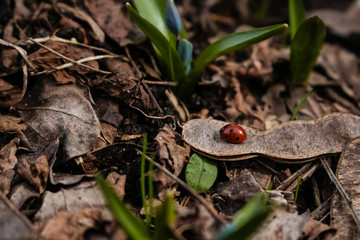 Spring, a red ladybug sits in the dry grass.