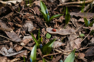 Spring, a small blue snowdrop flower grows in the garden, in dry grass.