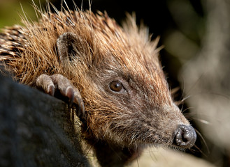 Portrait of hedgehog in urban house garden.