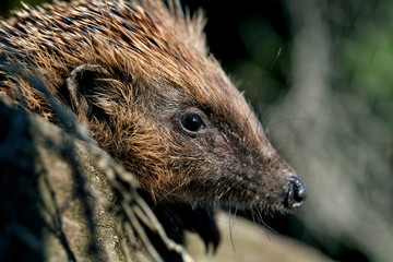 Portrait of hedgehog in urban house garden.
