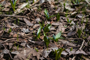 Spring, a small blue snowdrop flower grows in the garden, in dry grass.