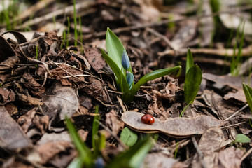 Spring, a small blue snowdrop flower grows in the garden, in dry grass.