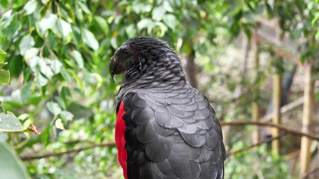 Black bird sits on a tree in forest