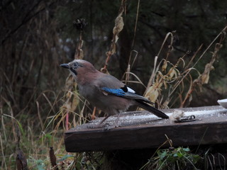 Jay bird in the autumn garden