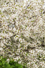 Spring, big tree cherry all in bloom