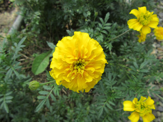 黄色のマリーゴールド