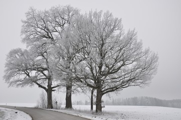 Baumgruppe im Winter mit vereisten Ästen und Schnee