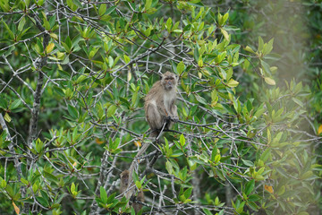 Selective focus on monkey sits on the branches of mangrove trees with blurred jungle in background