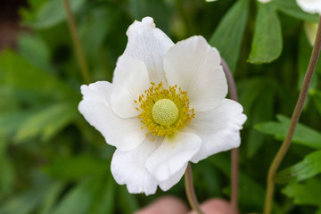 Beautiful white flower close up like postal card