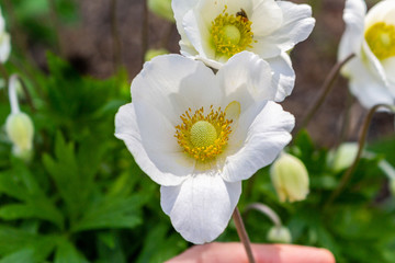 Beautiful white flower close up like postal card