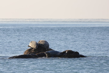 Fototapeta premium Seals (spotted seal, largha seal, Phoca largha) laying on the rock in sea water in sunny day. Wild spotted seal sanctuary. 