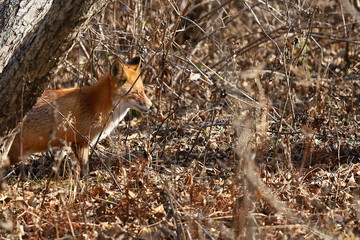 Wild red fox Vulpes vulpes in natural habitat hunting in the woods. Russky island, Vladivostok, Far East Russia.