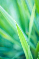 Fototapeta premium Closeup of green leaf in garden.