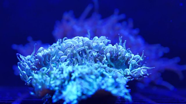 Sea anemones from the class of coral polyps underwater