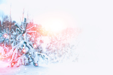  Frozen winter forest with snow covered trees.