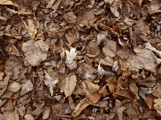 Dry leaves background.