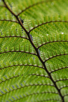 New Zealand punga (tree fern)