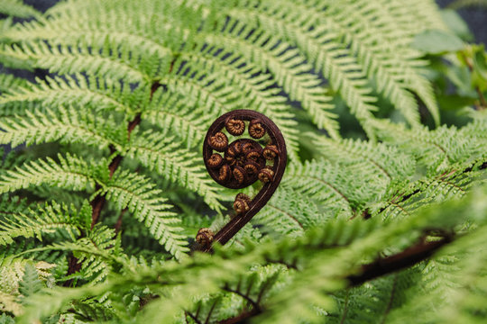 New Zealand punga (tree fern)