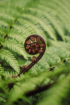 New Zealand punga (tree fern)