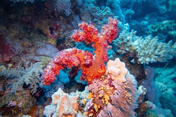 Fototapeta na wymiar Beautiful underwater scene with coral reef and red soft coral Scleronephthya , flower tree coral.