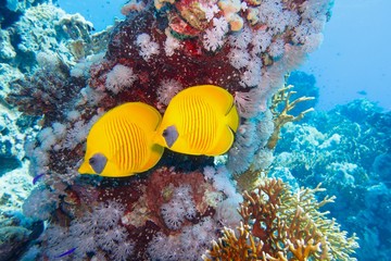 Beautiful underwater scene with coral reef and couple of yellow masked butterfly fish or blue-cheeked butterflyfish