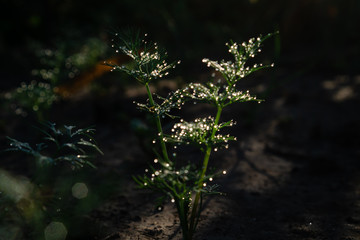 Stalk of dill ground with dew drops. Summer postcard.  Fennel is a fragrant plant used in cooking and traditional medicine.
