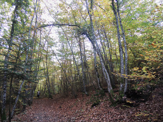 A person walking through the beech of the Lac de Monteynard-Avignonet. France