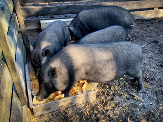 black adult pigs on a farm
