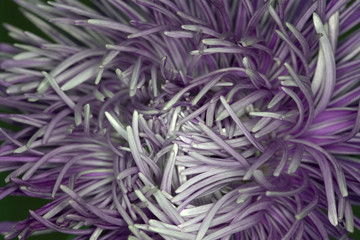flower petals purple macro background