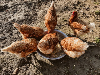  beautiful manicured hens on a farm in the village