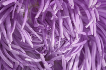 Fototapeta premium flower petals purple macro background