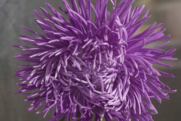 flower petals purple macro background