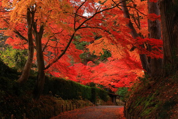 世界遺産　紅葉の中尊寺