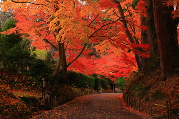 世界遺産　紅葉の中尊寺