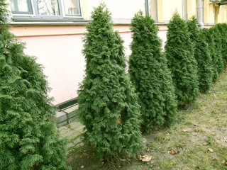 Thuja in the city yard.